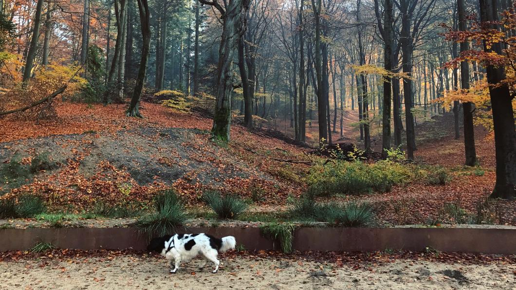 herfstbos met hond