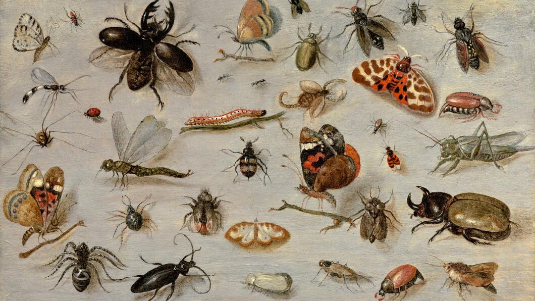 Jan van Kessel (1626-1679) – Studie van motten, vlinders, spinnen en insecten