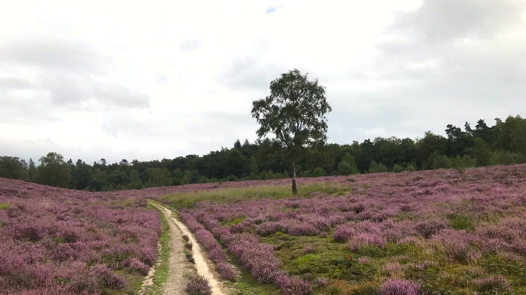 Wolfhezer heide
