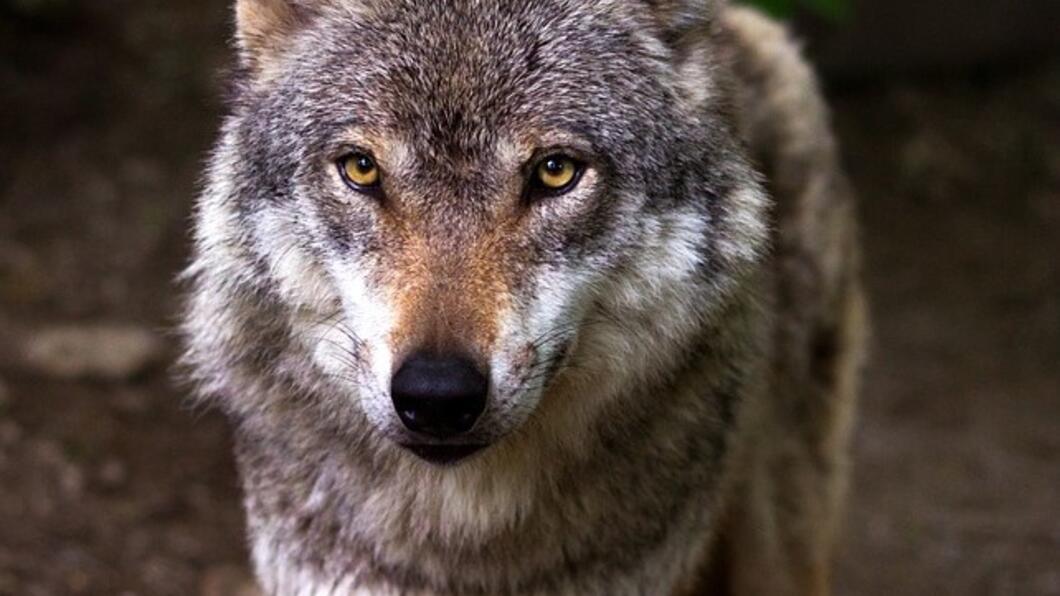 Wolf frontaal - CC Pixabay