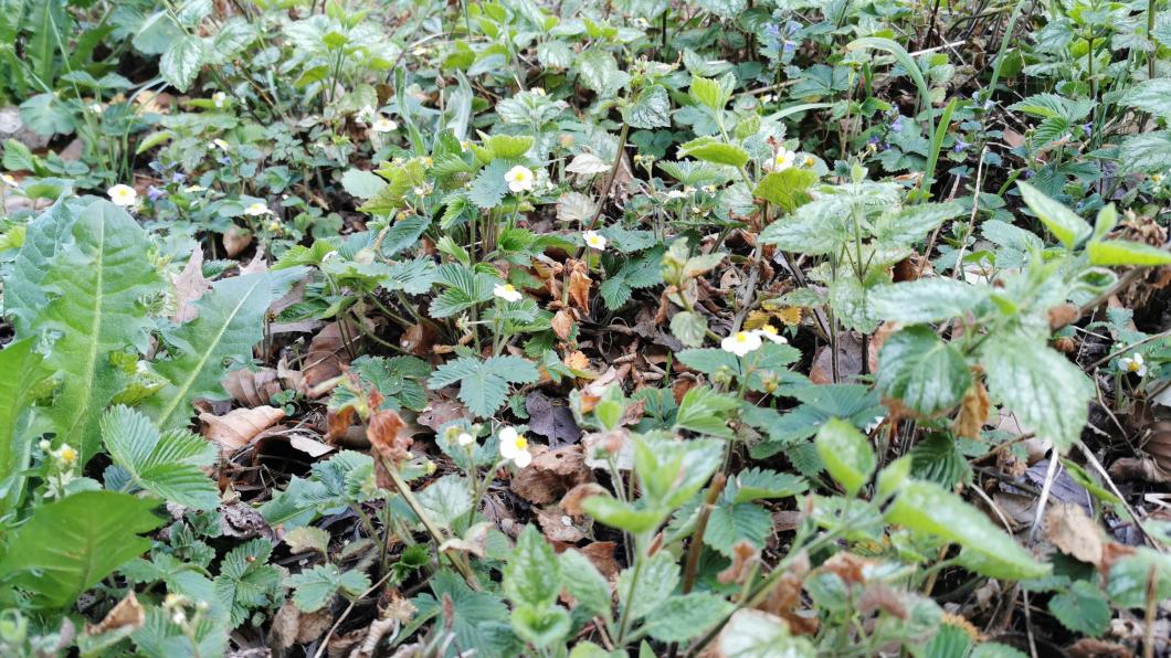 wat kun je doen tegen droogte biodiversiteit tuin blaadjes.jpg