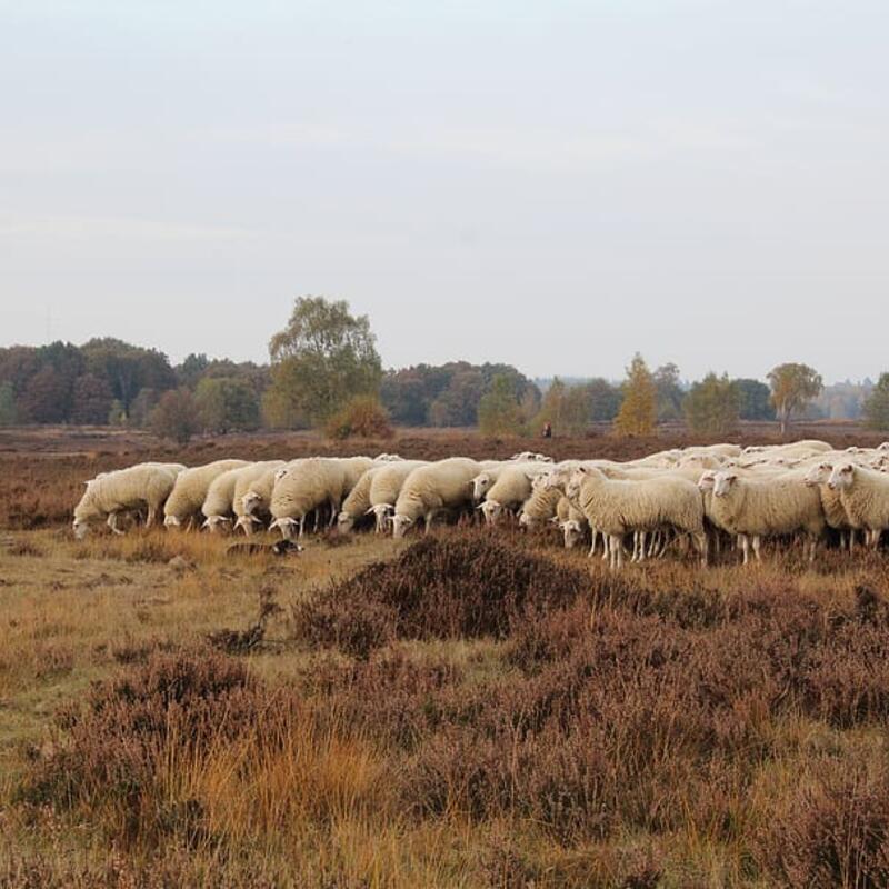 Schapen met hond op de hei bij Ermelo