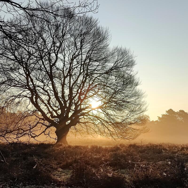 Wolfherzer Heide in de vroege ochtend - foto: Norbert Mergen