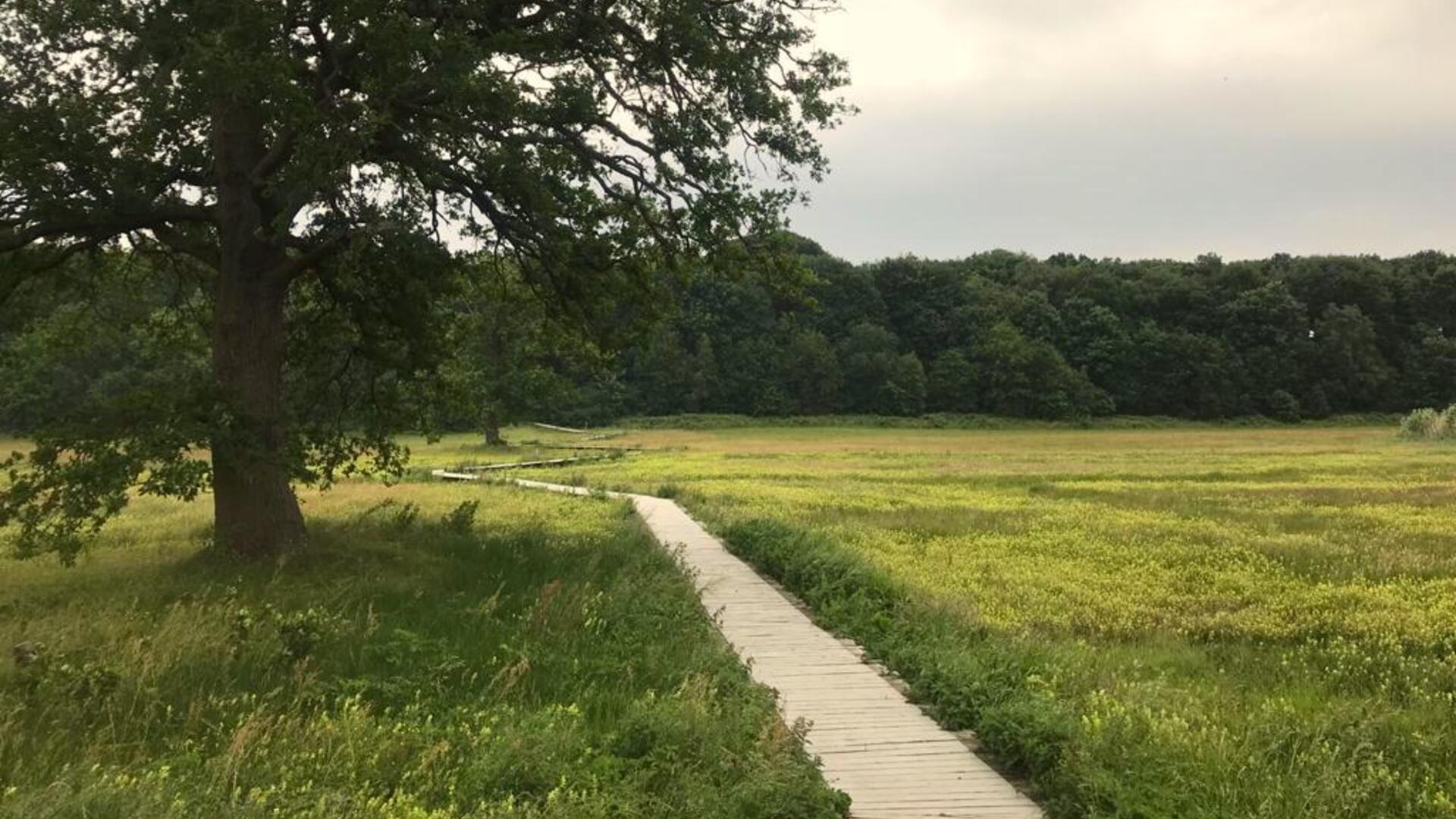 Uitzicht over het vlonderpad door het Renkums Beekdal