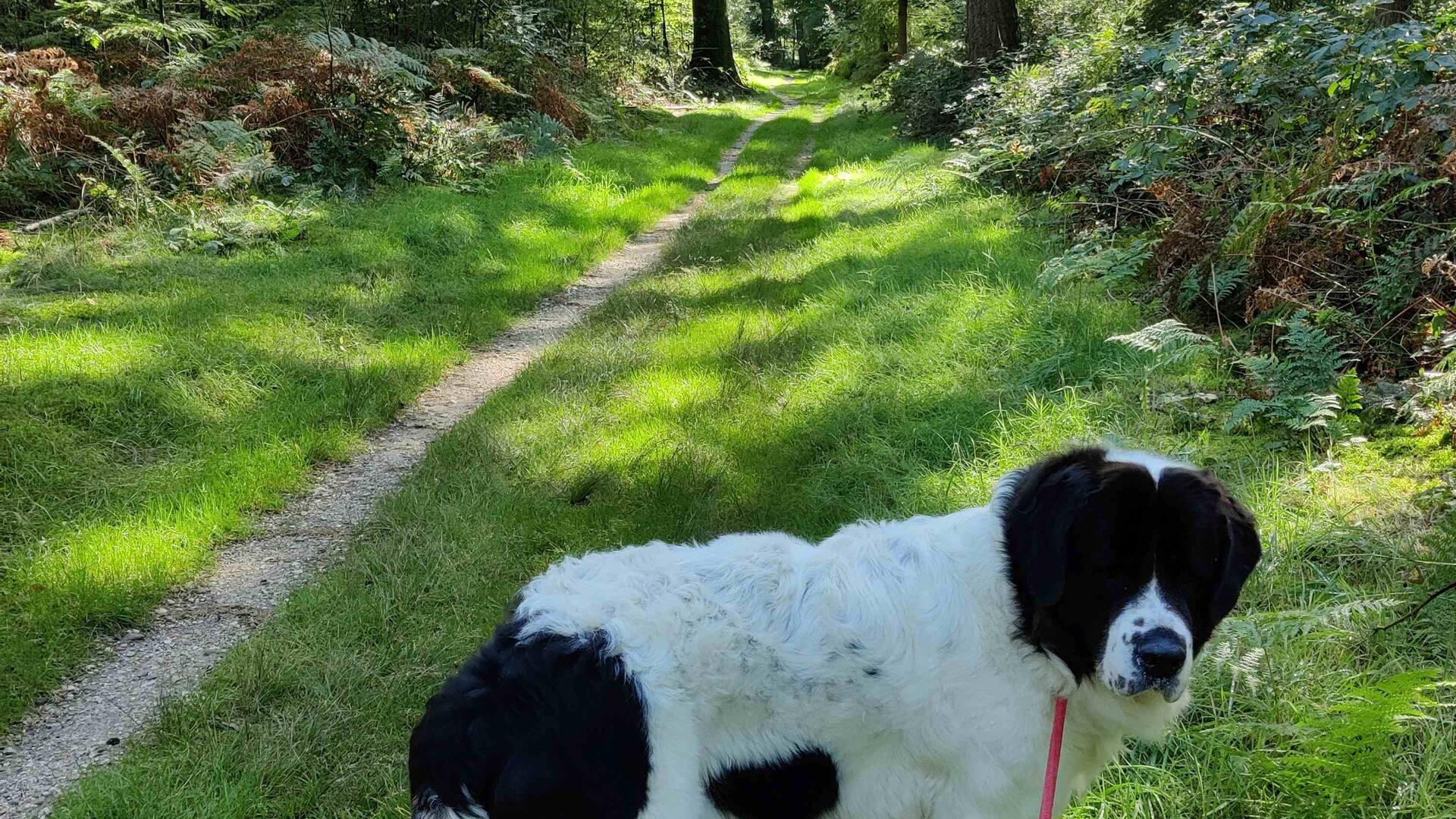 Aangelijnde hond
