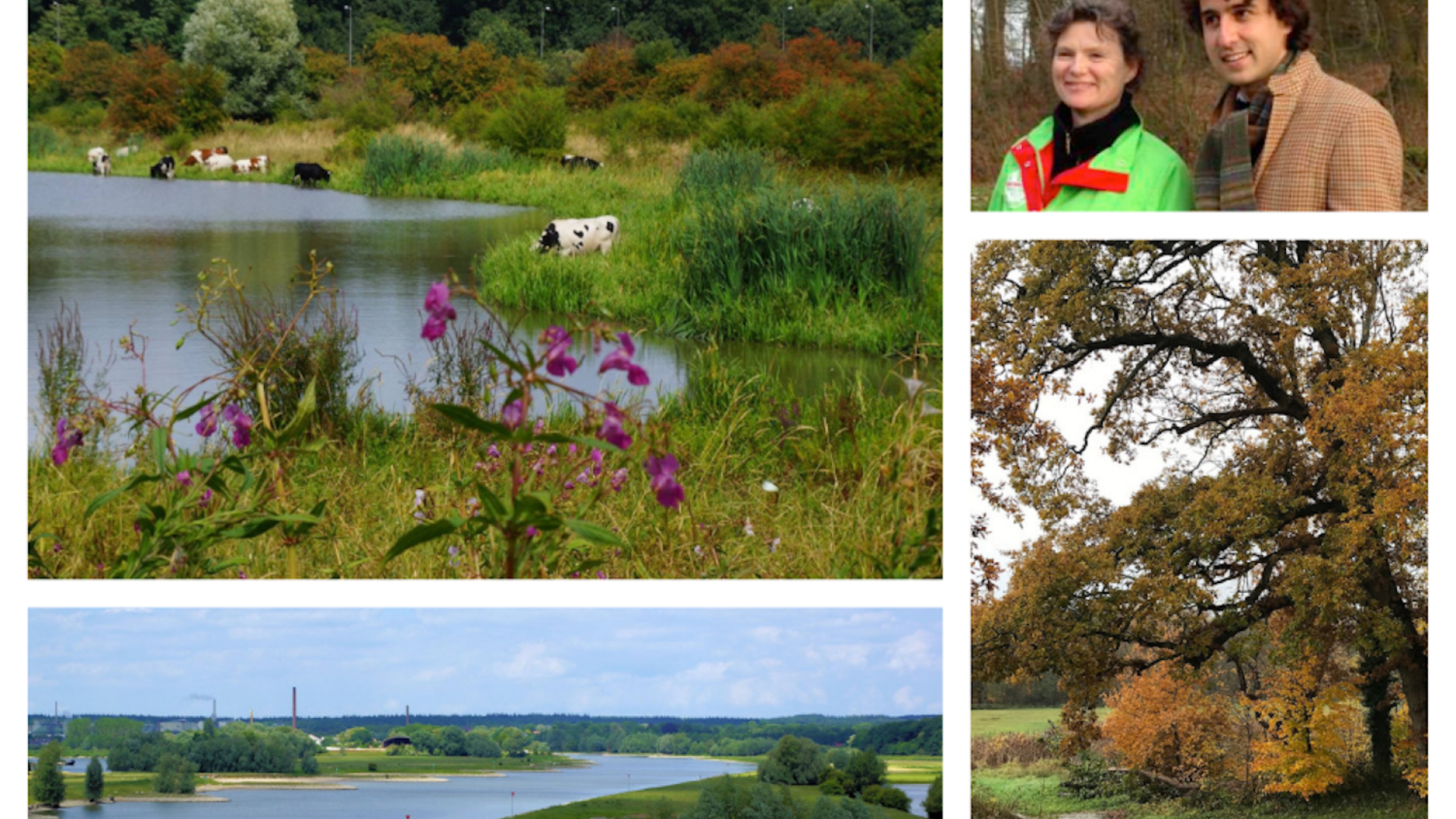 collage landschap en natuur in renkum.png